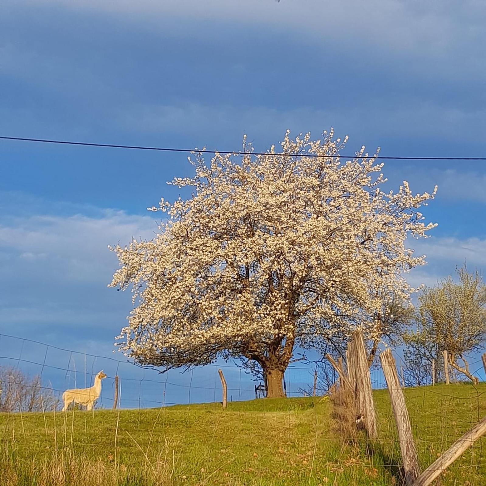 Vila Biohof Koller Weichselbaum Exteriér fotografie