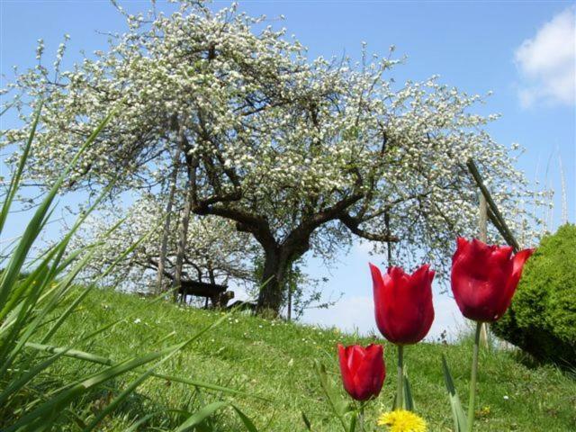 Vila Biohof Koller Weichselbaum Exteriér fotografie